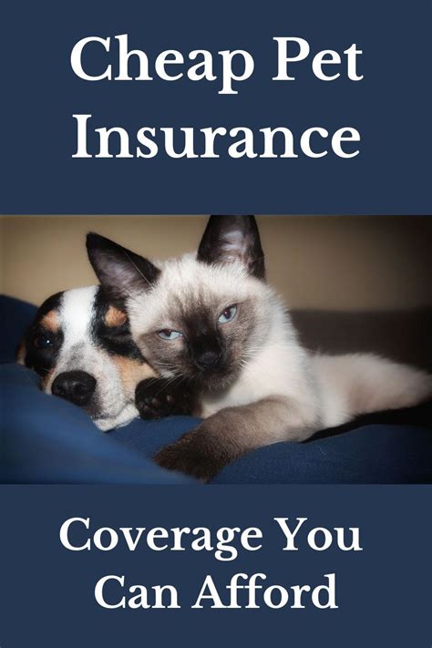 cheapest pet insurance reddit